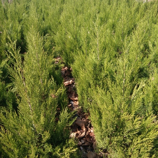新沂市塔柏 1.5米不脱脚快柏