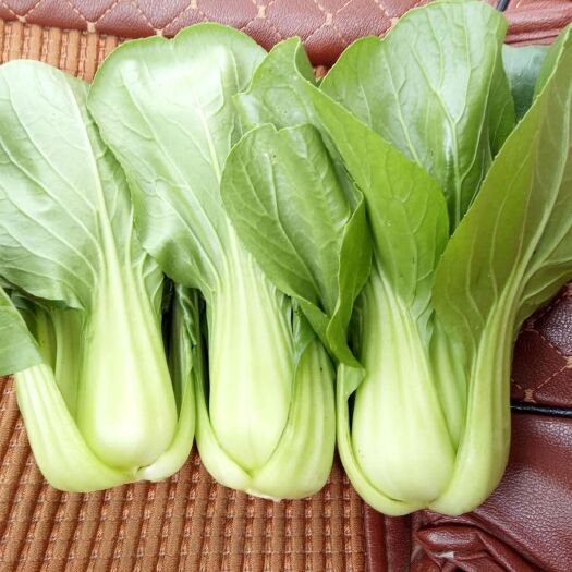 三台县小青菜 10~15公分