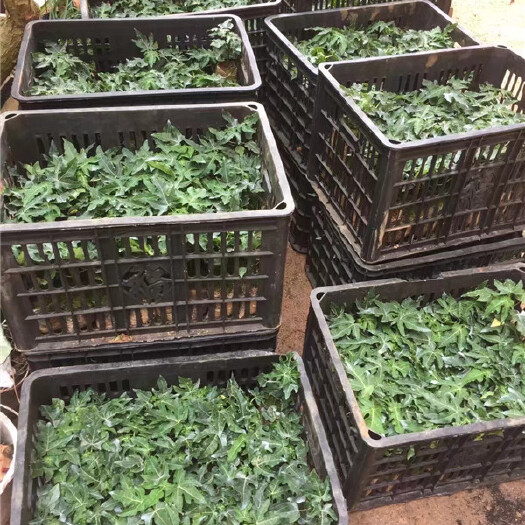 灵山县红心木瓜苗