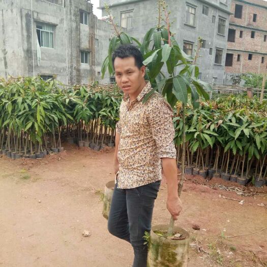 灵山县金煌芒果苗 
