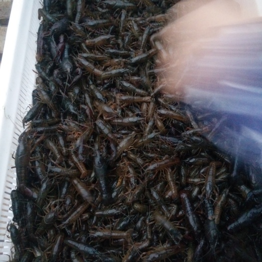 洪湖市龙虾苗
