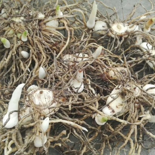 留坝县白及  紫花三叉白芨，带牙头