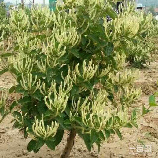 新密市树形金银花 80公分以上 