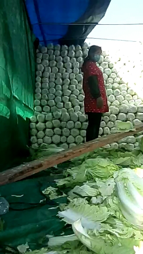 青杂三号白菜 河南省商丘市夏邑县