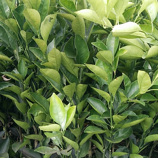 永兴县冰糖柑苗 嫁接苗 0.5~1米 