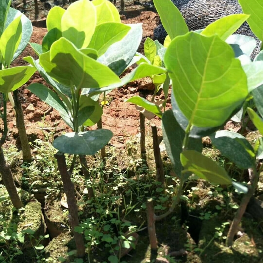 灵山县马来西亚一号菠萝蜜苗 