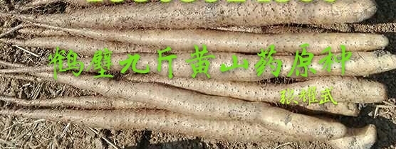 鹤壁九斤黄山药 40~50cm 