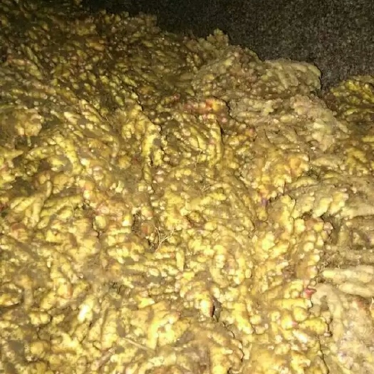 钟山县小黄姜 2~4两 带土