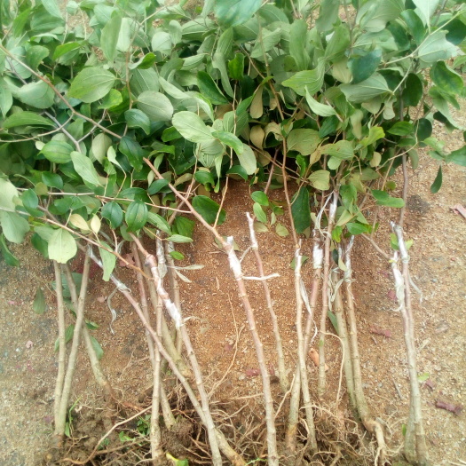 灵山县青枣苗