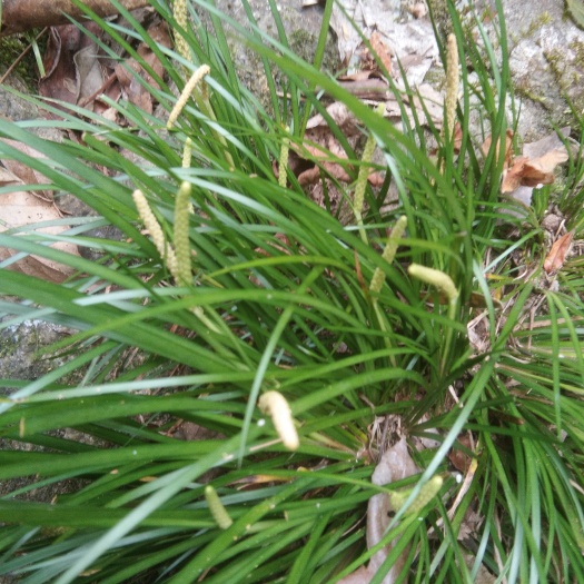 景宁县石菖蒲 中药材菖蒲