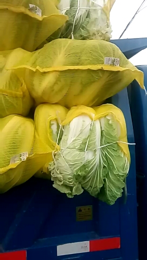 青杂三号白菜 河南省商丘市夏邑县