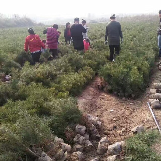 绛县营养杯白皮松小苗，油松小苗，华山松小苗。占地
