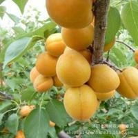 肥城市金太阳杏树苗