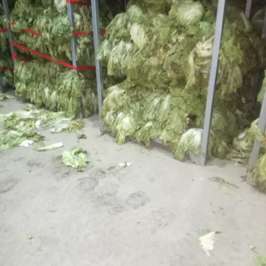通许县东京868大白菜 6~10斤 毛菜 