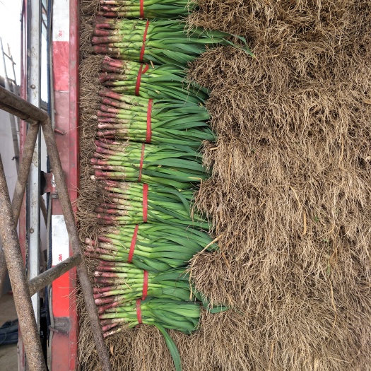 内黄县红根蒜苗 45 - 50cm 