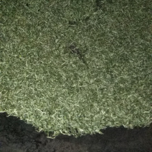 遂川县狗牯脑茶 散装 一级