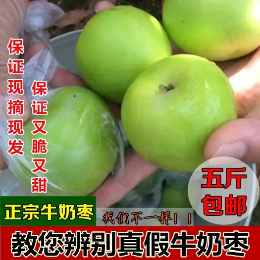 漳浦县青枣 直口 50g以上 