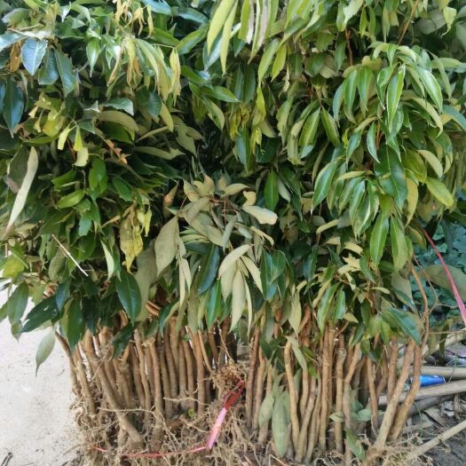 灵山县无核荔枝苗 