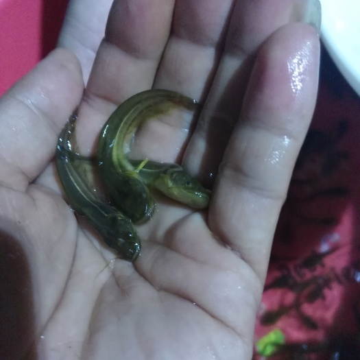 广州鲶鱼苗