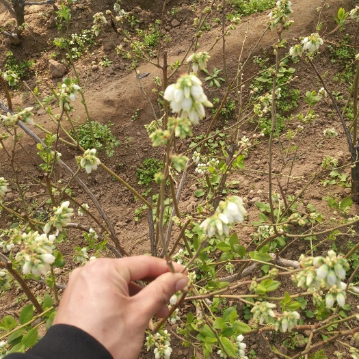 泰安奥尼尔蓝莓苗 