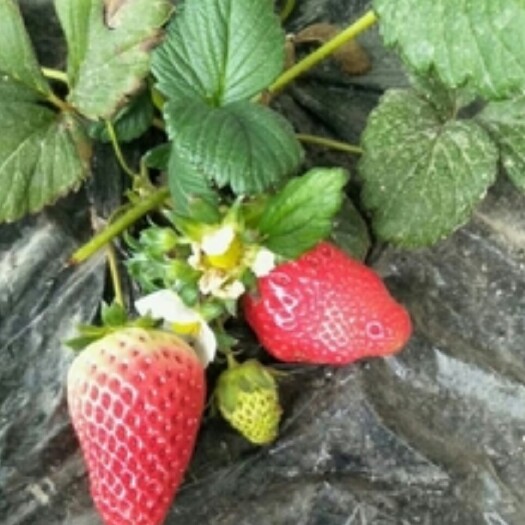 泰安章姬草莓苗 地栽苗 10~20公分 