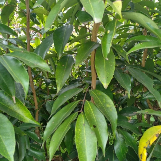 灵山县桂味荔枝苗 