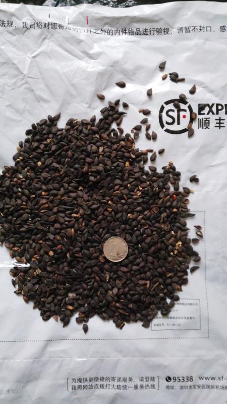 砀山县 杜梨种子，干货，高发芽率！