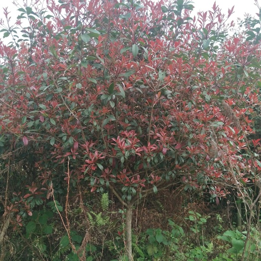 阳朔县红叶石楠 