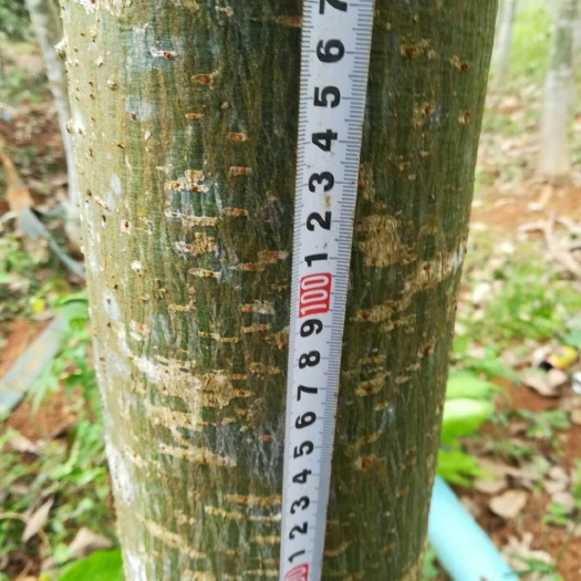 海口独杆发财树 