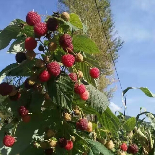 尚志市双季树莓苗  双季红树莓苗，当年种当年结果，