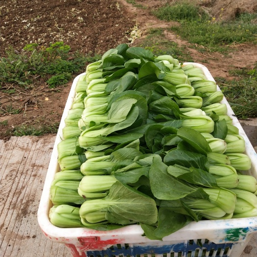 三台县上海青 8 ~10公分 