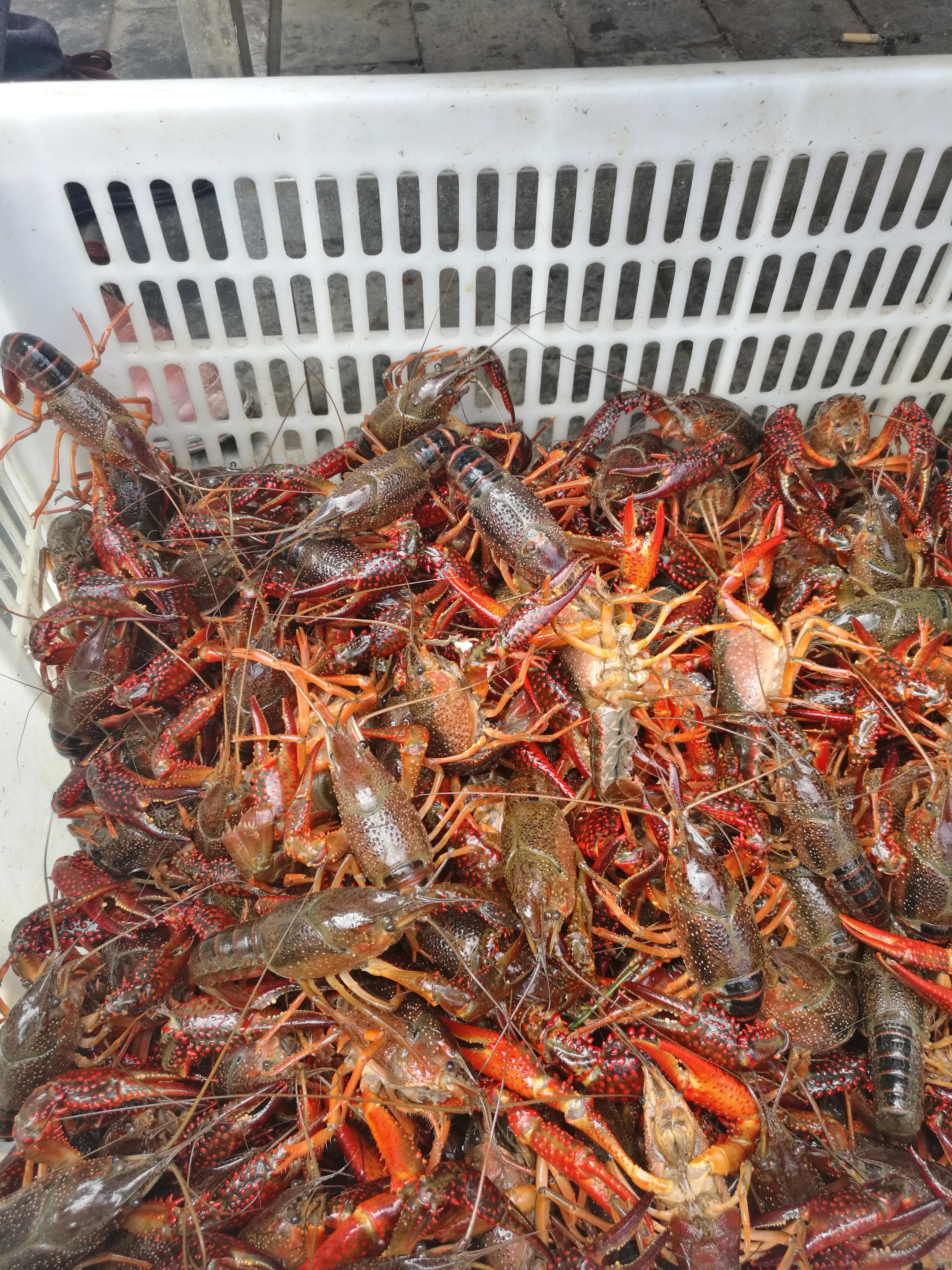 湖北潜江鲜活小龙虾小青中大青红湖北活虾水产清水硬规格基地直发