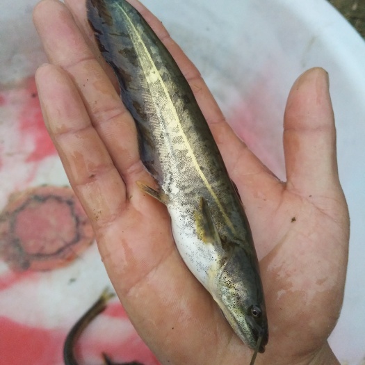 眉山大口鲶鱼苗  鲢鱼苗，大口鲢鱼苗，大口鲢。南方鲢鱼
