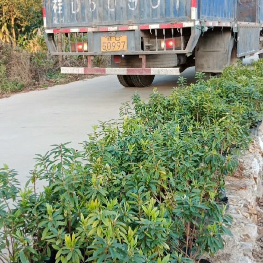 阳朔县毛鹃 0.5米以下