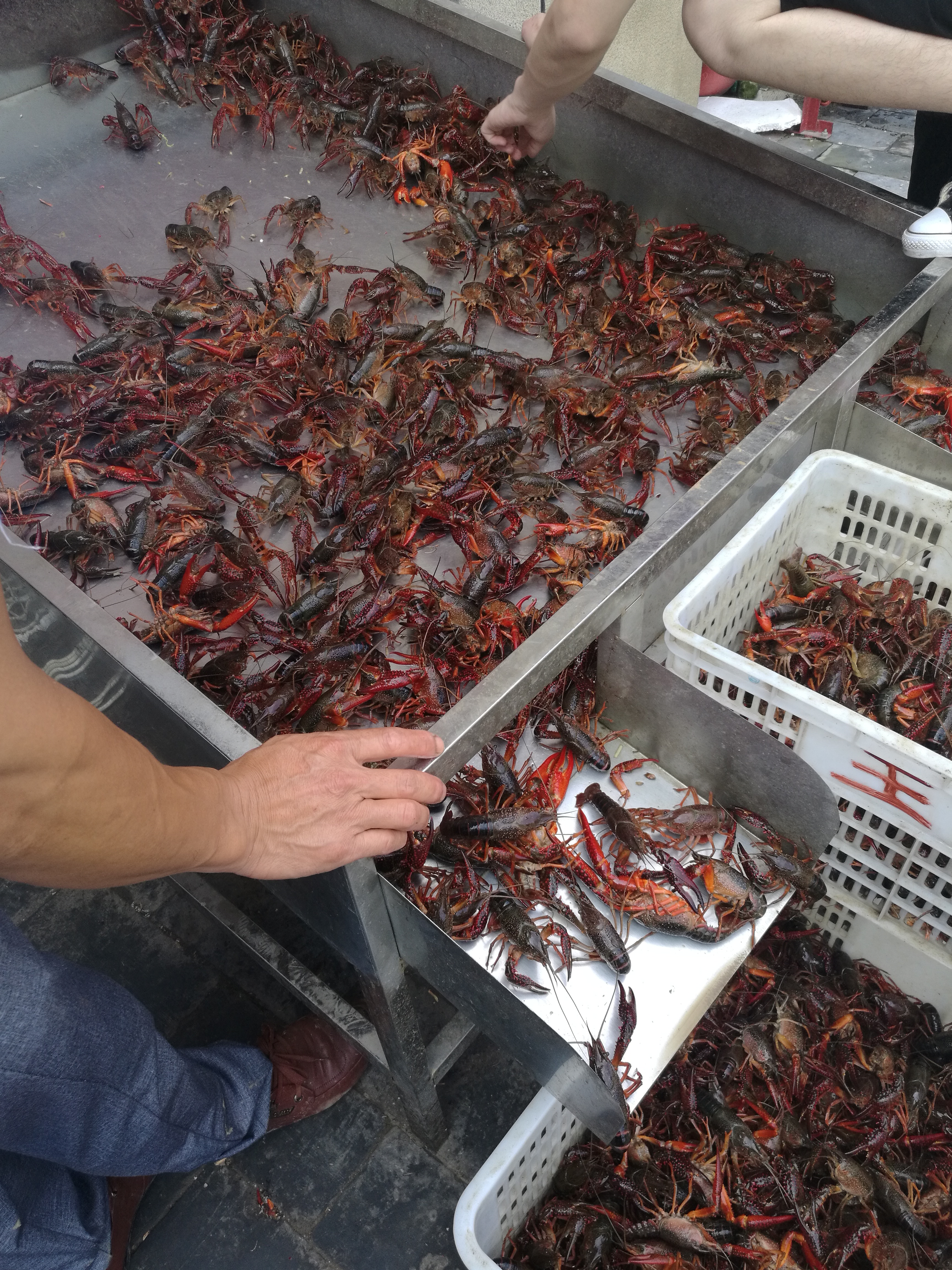 湖北潜江鲜活小龙虾小青中大青红湖北活虾水产清水硬规格基地直发