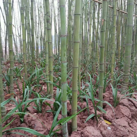 长宁县 大量出售各规格苦竹苗
