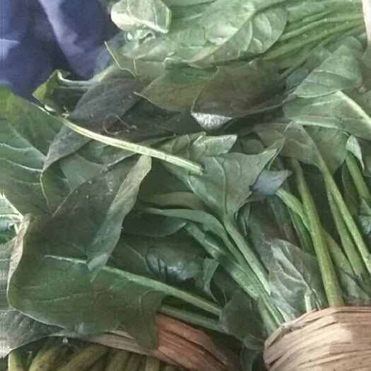 香河县全能菠菜 25~30cm 