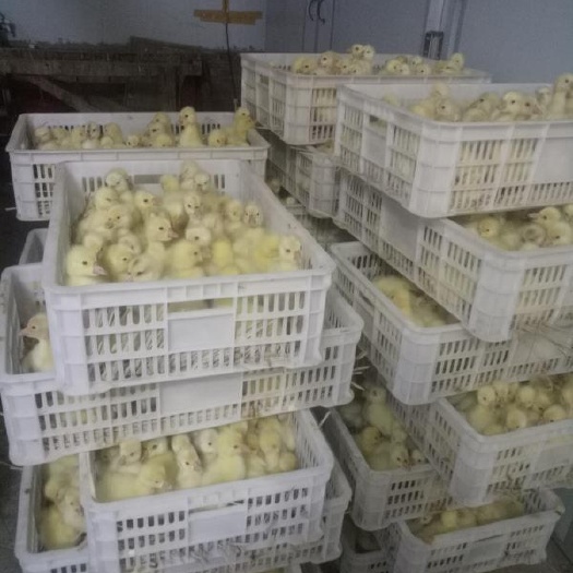 南阳大白鹅苗