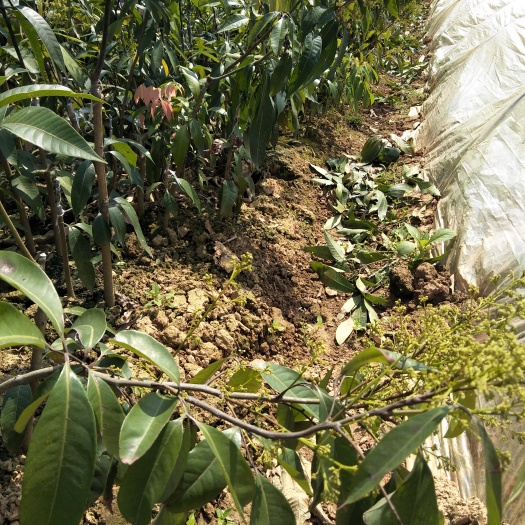 灵山县无核荔枝苗