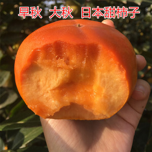 泰安日本斤柿子树苗 
