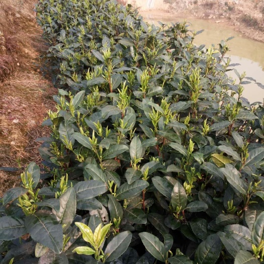 西乡县炒青茶 礼盒装 特级 