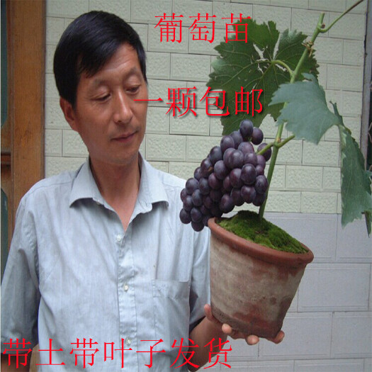 灵山县夏黑葡萄苗