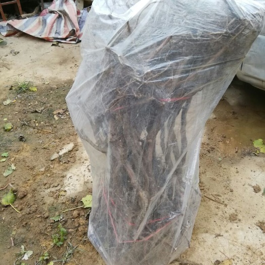 扶沟县夏黑葡萄苗 夏黑，户太八号，玫瑰香葡萄树