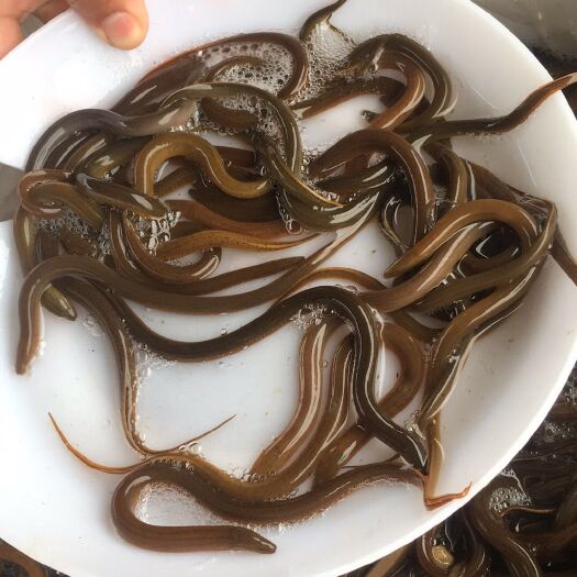 广州 黄鳝苗批发价格，提供养殖技术，