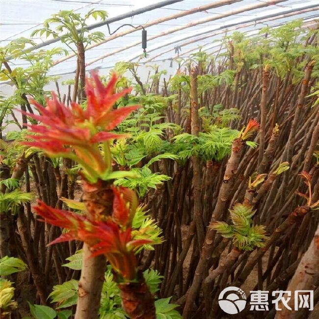  香椿芽苗，红油香椿苗，绿油香椿苗批发，大棚香椿苗，现挖现卖