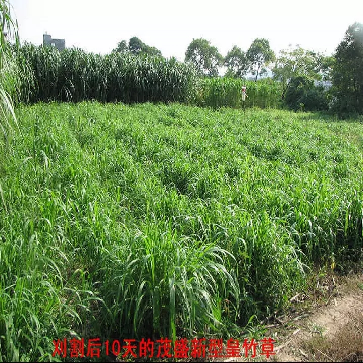 皇竹草种子 皇竹草种孑黄竹草种甜象草种养殖四季畜牧长青甜