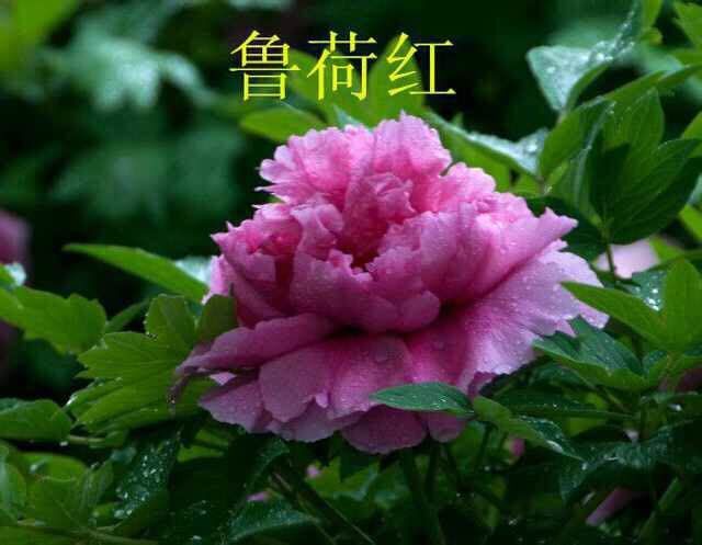 菏泽观赏牡丹 2cm以下 4cm以下 0.5米以下 