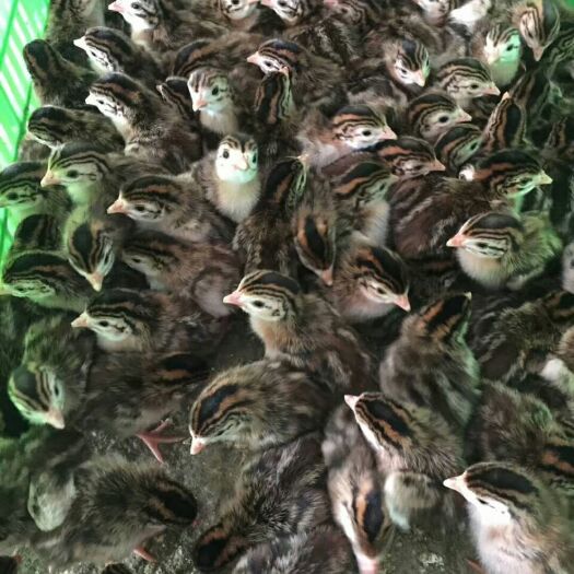 广州珍珠鸡苗 统货