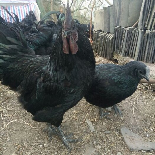 南宁乌黑鸡苗 统货