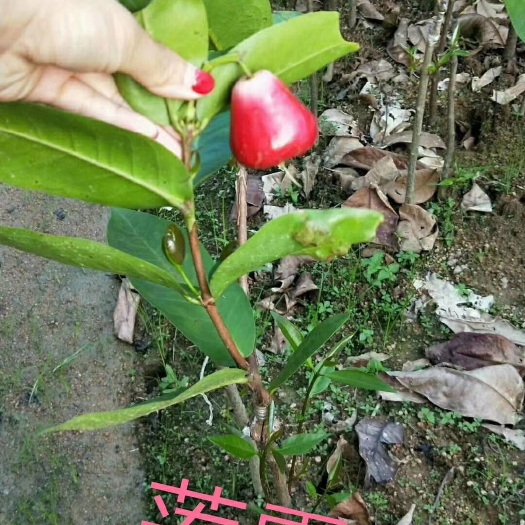 灵山县大叶红莲雾苗